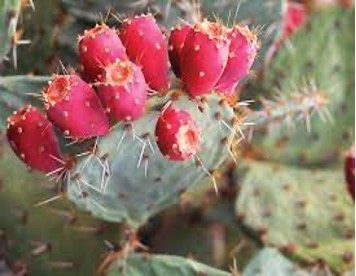 Name- Opuntia sp (Linn.)