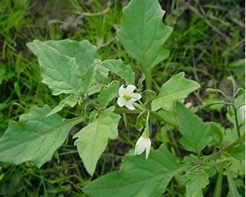 Name- Solanum nigrum Linn.
