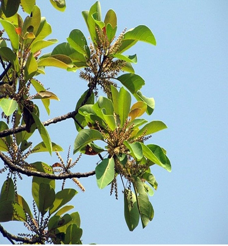 Name- Terminalia bellirica (Gaertn.) Roxb.